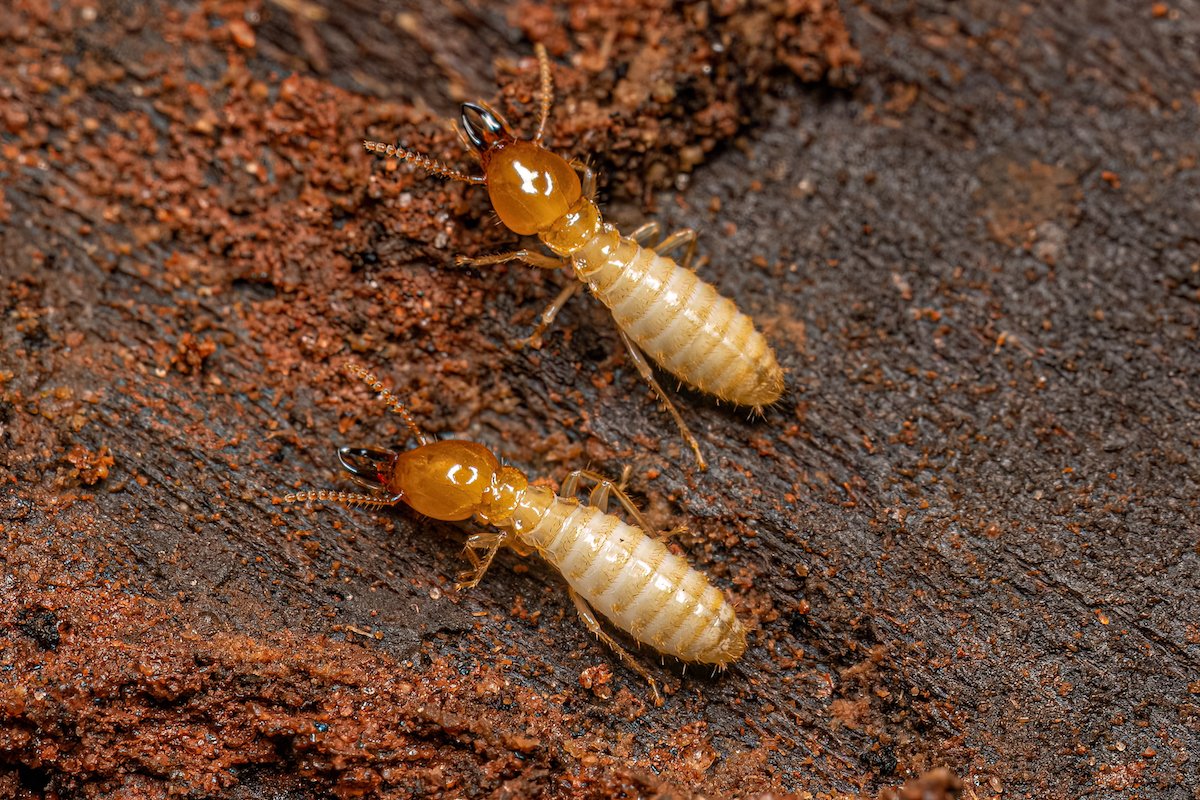 termites in summer